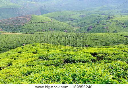 Beautifully green tea plantations in India in the Kerala state