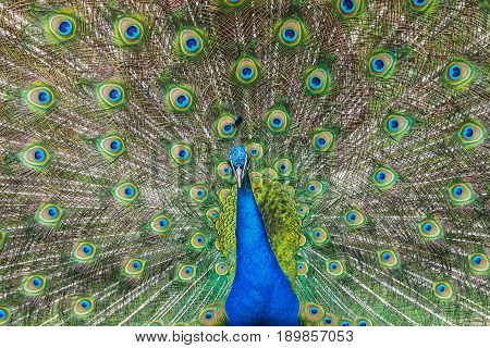 front view of peacock with spread wings