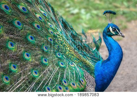 Peacock with spread wings in profile view.