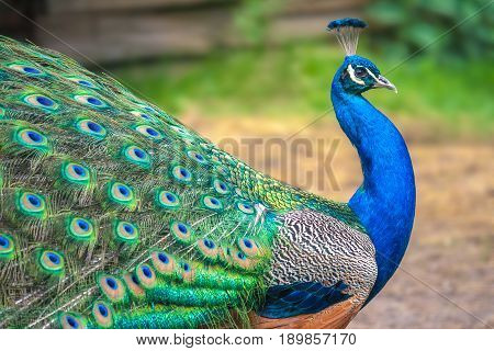 Peacock with spread wings in profile view.