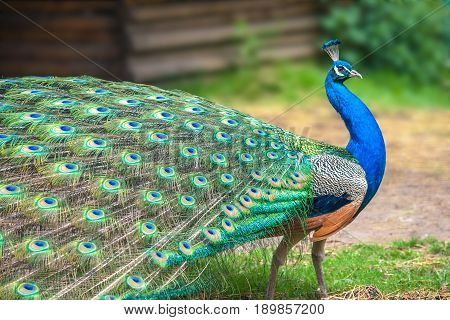 Peacock with spread wings in profile view.
