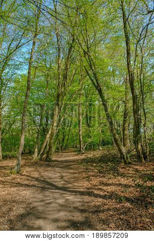 Track in the woods of the Essex countryside in springtime on a bright day.