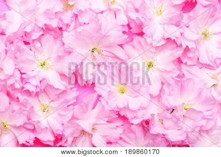 Kanzan Sakura: Pink Japanese Cherry Flowers Laid As Carpet