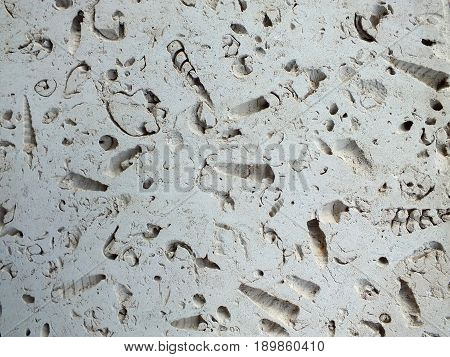 white fossil limestone slab used in construction paths and interiors