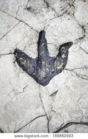 Dinosaur Footprint
