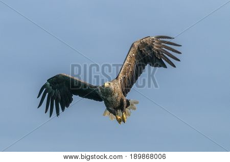 Close-up of a sea eagle in full flight: Lofoten, Norway.