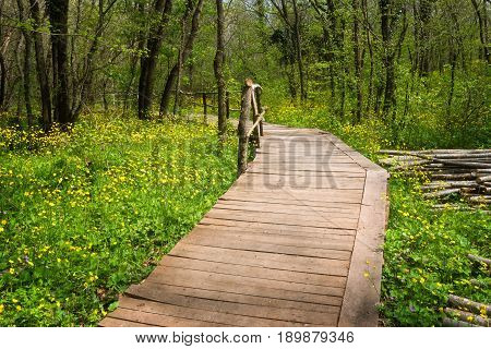 National Park Ropotamo Bulgaria. Wooden bridge leads to the Ropotamo river crossing green spring forest.