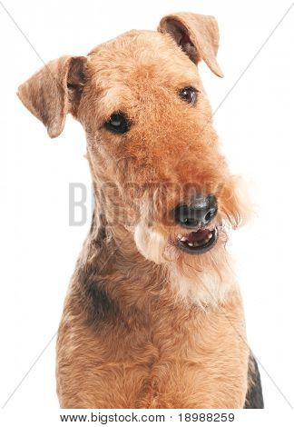 หัว closeup ของสีดำน้ำตาล Airedale เทร์เรียร์สุนัขแยกต่างหากบนพื้นสีขาว
