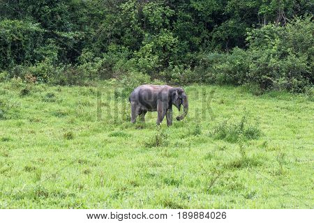 Asian Elephant in the wild life. Kuiburi National Park. Thailand.