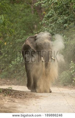 The Elephant with Mock charge In Jim Corbett