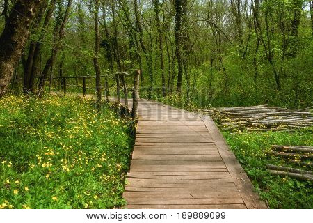 National Park Ropotamo Bulgaria. Wooden bridge leads to the Ropotamo river crossing green spring forest.