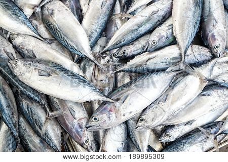 Fresh Mackeral Fish In Fisher Market