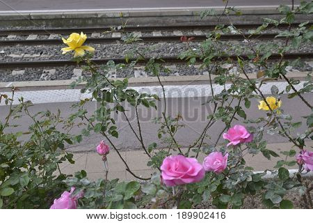 Rose bushes with pink and yellow flowers growing near a railway platform