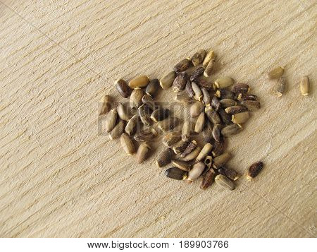Milk thistle fruits, Cardui mariae fructus, for herbal medicine