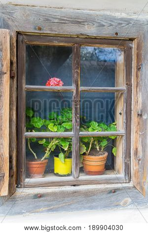 An old antique window with flowers in a vintage peasant white house in Ukraine. An antique wooden window frame with a door. Ancient peasant Ukrainian house in the spring with a thatched roof in the old village of national architecture Ukraine. 