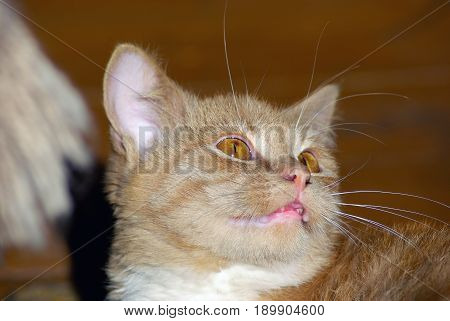 Close-up portrait of cute ginger tabby cat