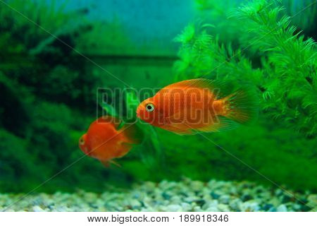 Red Blood Parrot Cichlid In Aquarium Plant Green Background. Goldfish, Funny Orange Colorful Fish -