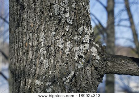 Moss and mushroom on the trunk of a linden tree