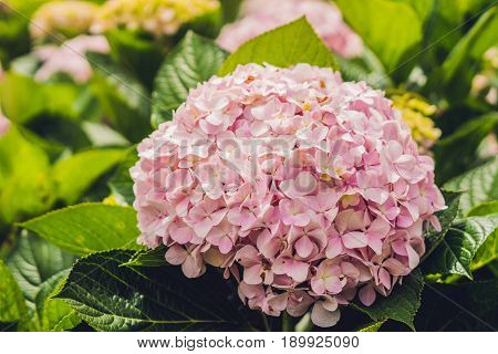 Branch Of Light Pink Hydrangea Blooming In The Garden