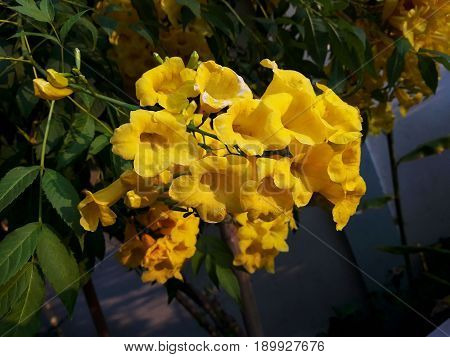 Yellow Elder