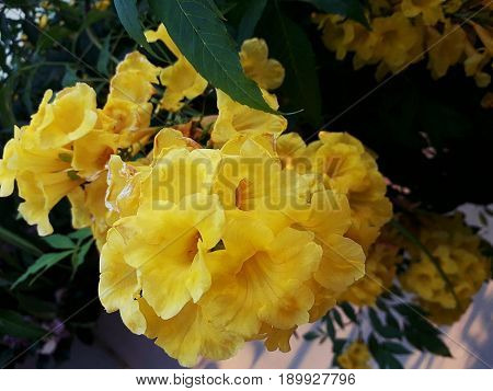 Yellow Elder