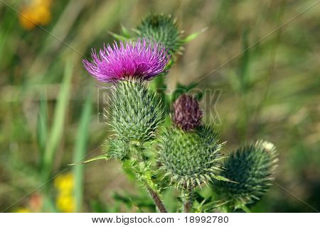 Wilde Distel. Baumwolle (schottische) Distel, Eselsdistel