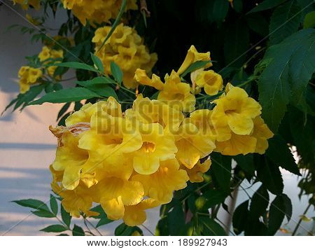 Yellow Elder