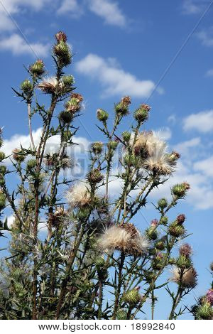 Wilde Distel. Baumwolle (Scotch) Distel, Eselsdistel