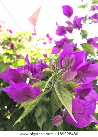 Flores moradas que nos llevan a desviar la mirada
