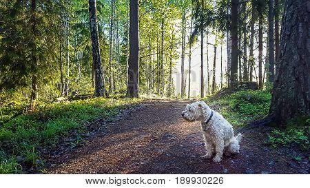 Running Trail In The Morning