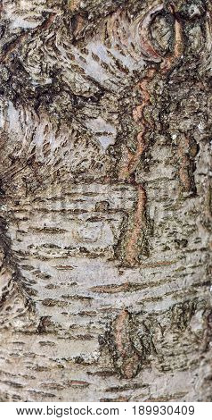 Background and texture of the bark of a forest tree.