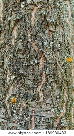 Background and texture of the bark of a forest tree.