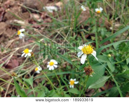 Coat Buttons, Asteracea