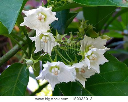 Vallaris Glabra, Kuntze