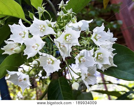 Vallaris Glabra, Kuntze