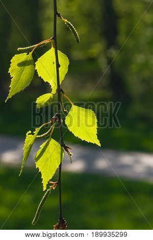 Leaves of Silver birch Betula pendula tree in evening sunlight selective focus shallow DOF.