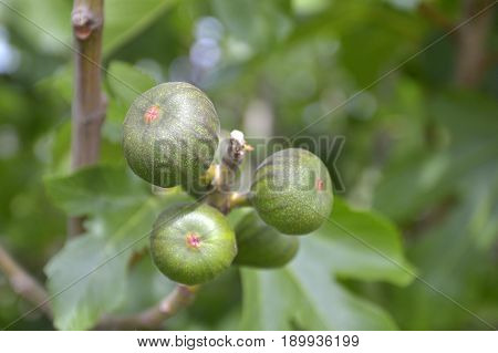 Unripe fig fruits on the branch on blurred background