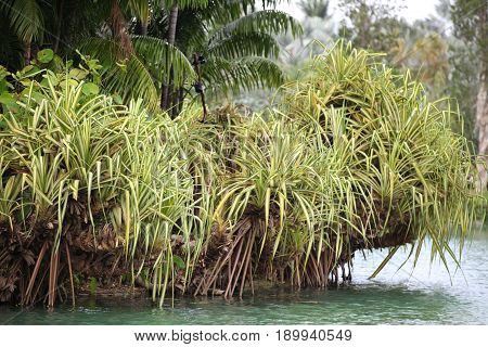 Green leaves of various plants Singapore south east asia