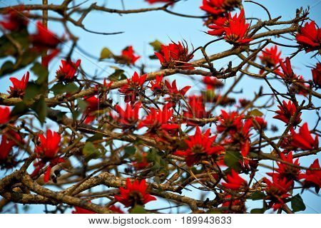 Close Up Of   Flower Plant And Clear Sky
