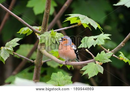 An adult male Chaffinch with a condition called scaly legs affecting it's limbs