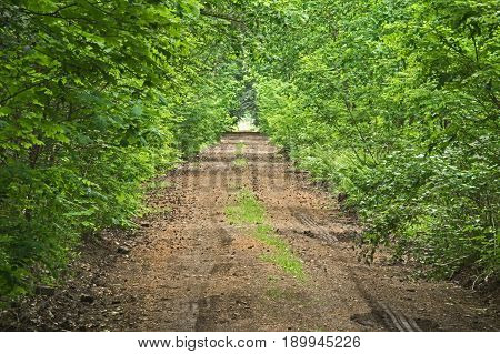 Photo prefaces forest, ground, unpaved road. It runs through a deciduous forest. On both sides of the road grows lush vegetation in the form of bushes and young trees. It is spring, the branches of the trees cover the leaves. It's daytime.