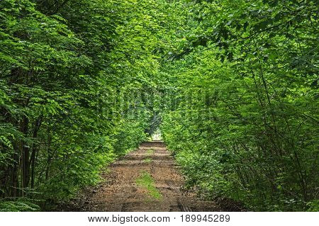 Photo prefaces forest, ground, unpaved road. It runs through a deciduous forest. On both sides of the road grows lush vegetation in the form of bushes and young trees. It is spring, the branches of the trees cover the leaves. It's daytime.