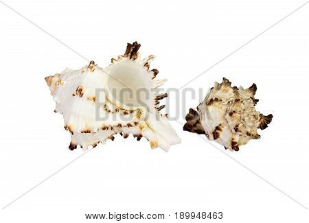 Old Sea Shell Isolated On White Background