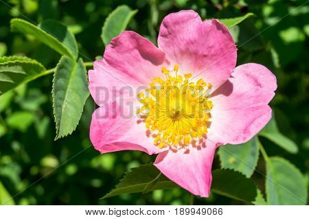 green bush with pink flowers of rose hips