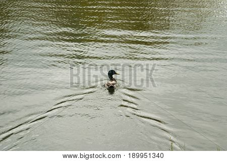 The image floating on the lake Drake.