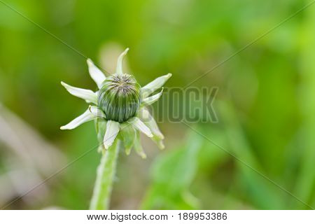 The Flower Of The Dandelion Is Prepared To Spend The Night