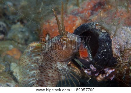 A Small Fish Comes Out Of Its Hole And It Showcases