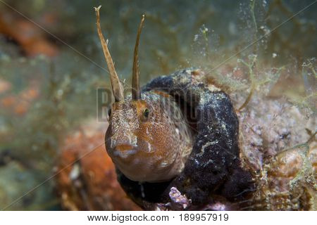 A Small Fish Comes Out Of Its Hole And It Showcases