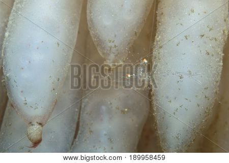 Ghost Crab In The Eggs Down The Sea