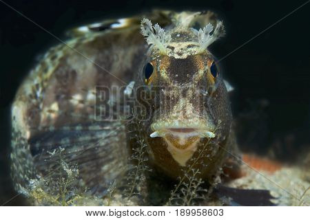 A Small Fish Comes Out Of Its Hole And It Showcases